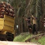 Koperasi Merah Putih Bakal Kelola Kebun Sawit: Peluang Baru untuk Desa