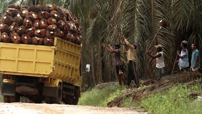 Koperasi Merah Putih Bakal Kelola Kebun Sawit: Peluang Baru untuk Desa